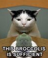 A broccoli cat is totally NOT fine.