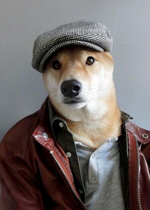 Doge - Clothes.jpg