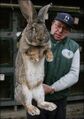 Ginormous Flemish Bun-buns