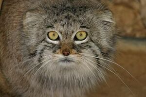 Manul 04.jpg