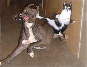 Cat Karate.jpg