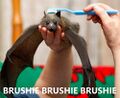 Brushie Bat