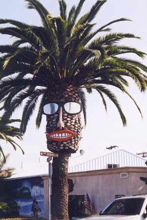 Palm tree face.JPG