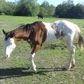 Max, the uniquely colored colt. Ever see a horse look like that? I think not.