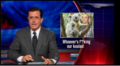 Someone's been giving Koalas the clap, and Mr. Colbert is ashamed!.