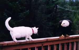 Cat vs eagle.jpg