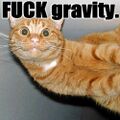 Gravitycat