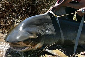 World's largest Bull Shark.jpg