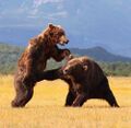 The Bear Dick Punch is one of the bear's most feared attacks.