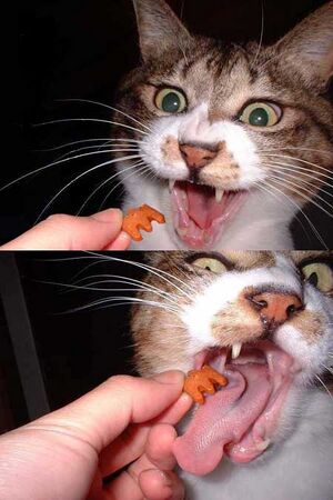 Cat treat.jpg