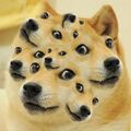 Doge everywhere!