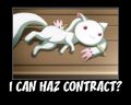 I can haz contract? ／人◕‿‿◕人＼