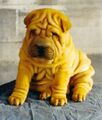 Shar-Pei dogs are born old