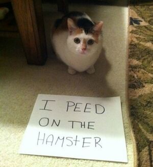 Pet Shaming 3.jpg