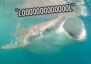 Sharks - Captions - 03.jpg