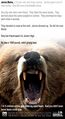 Bears are rightly feared as unrelenting Internet predators.