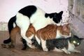 Cat sandwich