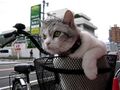 BIKECAT