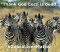 Justice for Zachery the Zebra