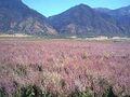 Sage grows in every field