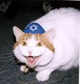 This non-long cat does not have rights. Not because it is a cat, but because it is a Jew.