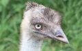 An albino emu. He feels good man.