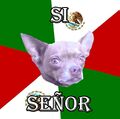 Advice Chihuahua sings the Mejican Anthemo Nationalio.