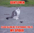 Spiders make much better pets than stinkrats.