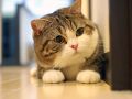 Maru