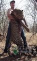 Palmer with 175-pound leopard.