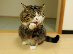 Maru5.jpg