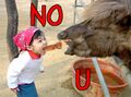 No u, camel!