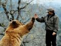 This puny human has amused this bear enough for him to bestow upon him a high five. He still ate him, moments after this picture was taken, however.