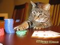 Some cats have gambling problems.