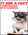 Factcat