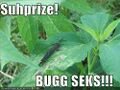 Lol. Bugsex buttsex!