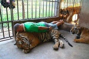 Tiger planking.jpg